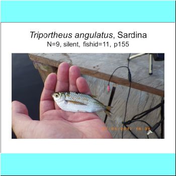 Triportheus angulatus.png